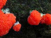 Slime Mold Alien Landscapes Earth