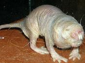 Naked Mole Rat's Long Life Cellular Garbage