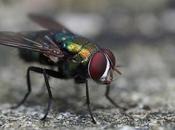 Pest Control Flies?