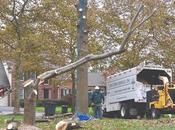 Engaging Services Tree Removal Experts