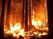 Sydney Witnesses Unprecedented Fire Menace Wildfires Devastate East Coast Australia