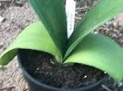 Haemanthus