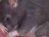 Much About Keto Influenza Mice)