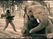 Peace Animals Wildlife Launch "Refuse Ride Elephants" Campaign Cruel Practice Riding Elephants India