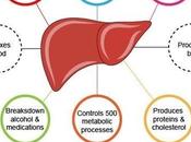 Types Liver Diseases Treatment Ayurveda