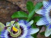 Passiflora Health Benefits, Medicinal Properties Uses