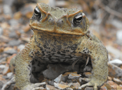 Best Known Unique Wild Animals Australia