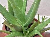 Bright Flowers Thorny Plant