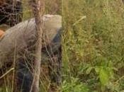 Former President, Olusegun Obasanjo Spotted Harvesting Farm Ogun [Photos]