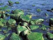 Causes, Effects Solutions Cultural Eutrophication