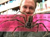 Deal with Huge Huntsman Spiders Adelaide