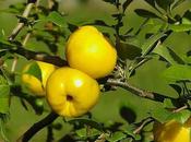 Extraordinary Benefits Quince Fruit Have Your Fresh Salad
