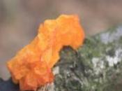 POEM: Orange Jelly Fungus