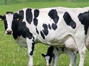 Horns Cows Genetically Modifying Them Benefit Cattle Merchants