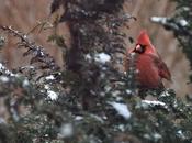 Snow Birds--Mostly Cardinals