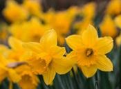 Atlanta Annual Daffodil Planting Just Fluke?