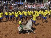 Jallikkattu When Bull Jumped Over More