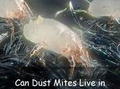 Dust Mites Live Memory Foam Mattresses Pillows?