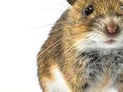 Keto Harmful After Week? Might Mouse