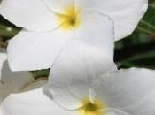 Five Haiku Gone Awry