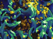 Treatment Cabbage Worm Through Ayurveda with Herbal Remedies