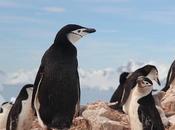 Climate Change Decline Chinstrap Penguin Population Over Last Years