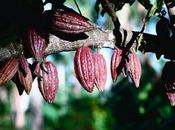 Like Chocolates Diabetic