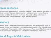 What Know About High Cortisol Levels Endocrine System