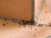 Most Common Household Pest Problems