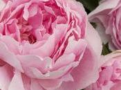 Rose Ever Heard 'Wars Roses'