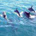 Dolphin Deaths Unsolved Mystery Peru