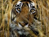 Indian State Will Shoot Endangered Animal Species Sight