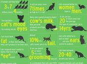 Strange Facts About Cats Infographic