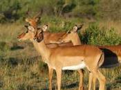 Featured Animal: Impala