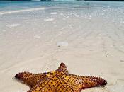 Stunning Pictures Starfish Sunbathing