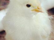 Coronation Sussex Chick- #farmlife #chicken (Taken With...