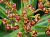 Plant Week: Euphorbia Mellifera