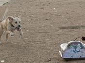 Remote-controlled Dogs