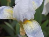 Plant Week: Iris Germanica ‘Florentina’