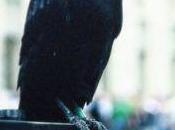 Ravens Protect British Monarchy