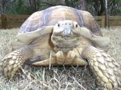 Lost Tortoise Reunited With Family