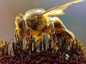 Featured Animal: Honey