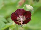 Plant Week: Geranium Phaeum