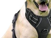 Best Pull Harnesses Breeds
