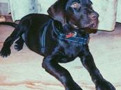 Ways Make Your Dog’s Life Better