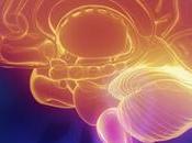 Study: Ketones Stabilize Brain Function