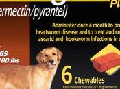 Best Heartworm Prevention Treatments Dogs