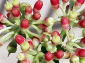 What Connects Famous Cognac Home Grown Veldt Grapes