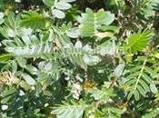 Gokshura Uses Benefits