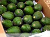 Local Delivery Avocados Special Price